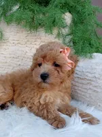 Ivy, a female Bichpoo for sale in Sugarcreek, OH – 4 of 4