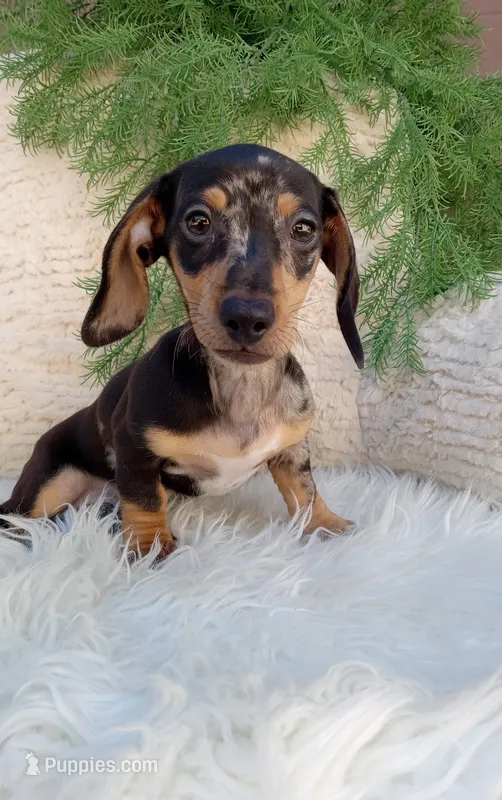 Macy – Dachshund puppy for sale in Sugarcreek, OH