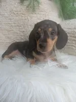Macy, a female Dachshund for sale in Sugarcreek, OH – 3 of 4