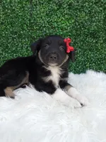 Jace, a male Australian Shepherd for sale in Sugarcreek, OH – 2 of 4