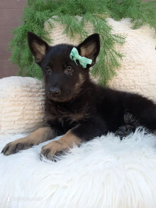 Bandit  – German Shepherd Dog puppy for sale in Sugarcreek, OH