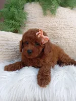 Lilly, a female Poodle - Miniature  for sale in Sugarcreek, OH – 3 of 4