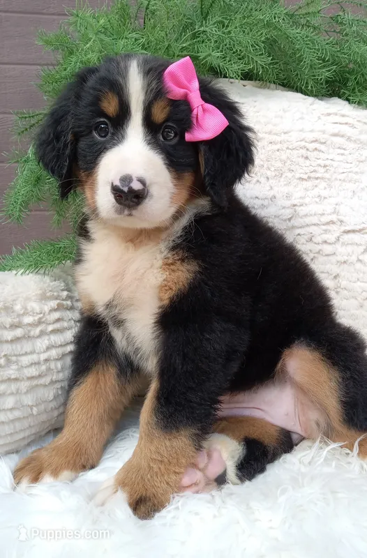 Lilly – Bernese Mountain Dog puppy for sale in Sugarcreek, OH