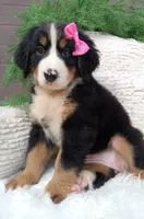 Lilly, a female Bernese Mountain Dog for sale in Sugarcreek, OH – 1 of 4
