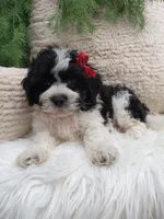 Jax, a male Shichon for sale in Sugarcreek, OH – 4 of 4