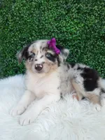 Flicka, a female Australian Shepherd for sale in Sugarcreek, OH – 2 of 4