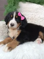 Lilly, a female Bernese Mountain Dog for sale in Sugarcreek, OH – 2 of 4