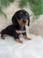 Roscoe , a male Dachshund for sale in Sugarcreek, OH – 5 of 5