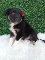 Jace, a male Australian Shepherd for sale in Sugarcreek, OH – 3 of 4