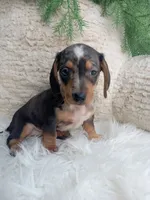Mia, a male Dachshund for sale in Sugarcreek, OH – 4 of 4