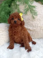 Lexi , a female Poodle - Miniature  for sale in Sugarcreek, OH – 2 of 4