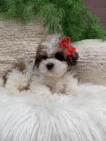 Teddy, a male Shichon for sale in Sugarcreek, OH – 2 of 4