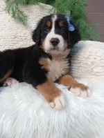 Champ , a male Bernese Mountain Dog for sale in Sugarcreek, OH – 2 of 4