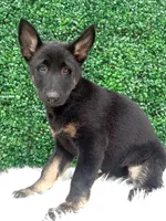 Zoey , a female German Shepherd Dog for sale in Sugarcreek, OH – 2 of 4