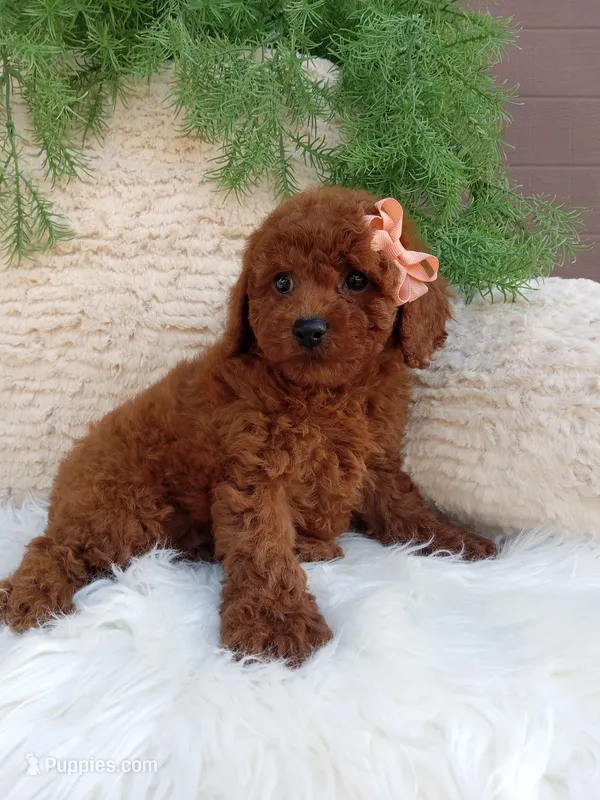 Lilly – Poodle - Miniature  puppy for sale in Sugarcreek, OH