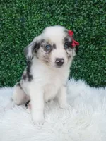 Marshall , a male Australian Shepherd for sale in Sugarcreek, OH – 3 of 4