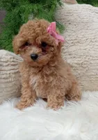 Izzy, a female Bichpoo for sale in Sugarcreek, OH – 4 of 4