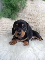 Roscoe , a male Dachshund for sale in Sugarcreek, OH – 2 of 5