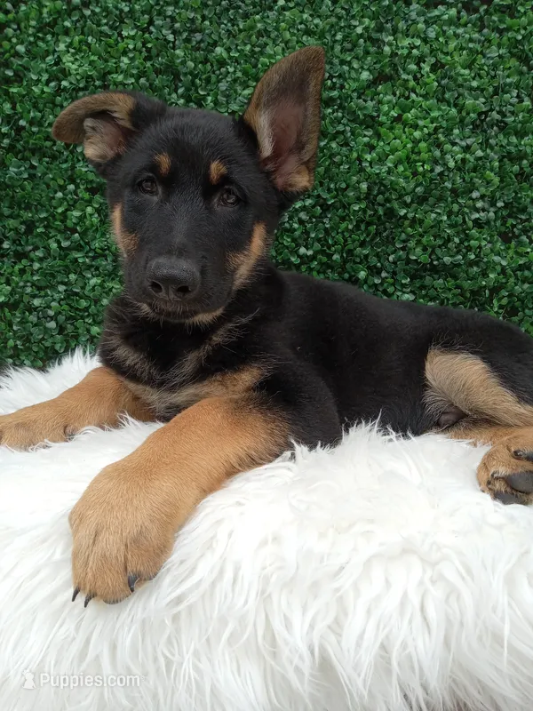  Bruno  – German Shepherd Dog puppy for sale in Sugarcreek, OH