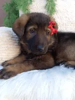 Jack, a male German Shepherd Dog for sale in Sugarcreek, OH – 4 of 4