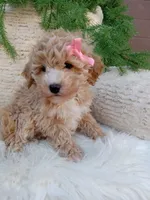 Britney , a female Bichpoo for sale in Sugarcreek, OH – 4 of 4