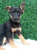  Bruno , a male German Shepherd Dog for sale in Sugarcreek, OH – 4 of 4