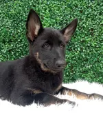 Zoey , a female German Shepherd Dog for sale in Sugarcreek, OH – 3 of 4