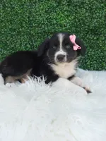 Bubbles , a female Australian Shepherd for sale in Sugarcreek, OH – 3 of 4