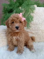 Willow , a female Bichpoo for sale in Sugarcreek, OH – 2 of 4