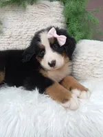 Oakley , a female Bernese Mountain Dog for sale in Sugarcreek, OH – 3 of 4