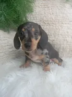 Macy, a female Dachshund for sale in Sugarcreek, OH – 1 of 4