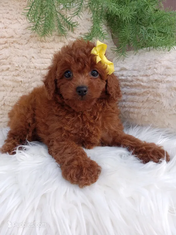 Lexi  – Poodle - Miniature  puppy for sale in Sugarcreek, OH