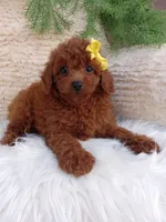 Lexi , a female Poodle - Miniature  for sale in Sugarcreek, OH – 1 of 4