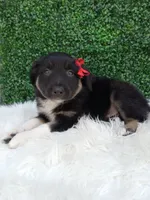 Jace, a male Australian Shepherd for sale in Sugarcreek, OH – 4 of 4