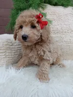 Champ , a male Bichpoo for sale in Sugarcreek, OH – 2 of 4