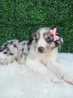Bella, a female Australian Shepherd for sale in Sugarcreek, OH – 2 of 4