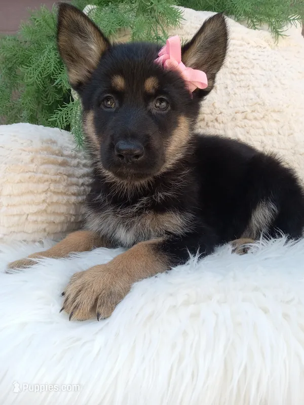 Callie  – German Shepherd Dog puppy for sale in Sugarcreek, OH