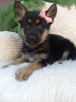 Callie , a female German Shepherd Dog for sale in Sugarcreek, OH – 1 of 4