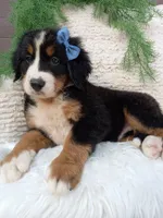 Champ , a male Bernese Mountain Dog for sale in Sugarcreek, OH – 4 of 4