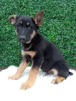  Bruno , a male German Shepherd Dog for sale in Sugarcreek, OH – 2 of 4