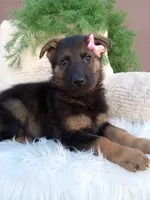 Chloe, a female German Shepherd Dog for sale in Sugarcreek, OH – 3 of 4