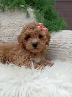 Willow , a female Bichpoo for sale in Sugarcreek, OH – 2 of 4