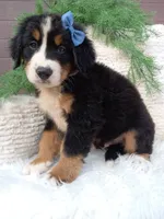 Champ , a male Bernese Mountain Dog for sale in Sugarcreek, OH – 3 of 4