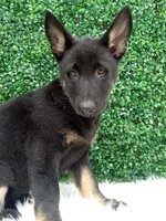 Zoey , a female German Shepherd Dog for sale in Sugarcreek, OH – 4 of 4