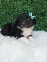 Teddy, a male Australian Shepherd for sale in Sugarcreek, OH – 4 of 4
