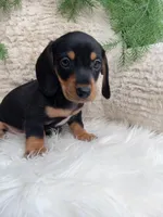 Roscoe , a male Dachshund for sale in Sugarcreek, OH – 3 of 5