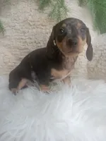 Macy, a female Dachshund for sale in Sugarcreek, OH – 4 of 4