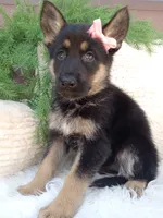 Callie , a female German Shepherd Dog for sale in Sugarcreek, OH – 2 of 4