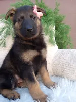 Chloe, a female German Shepherd Dog for sale in Sugarcreek, OH – 4 of 4