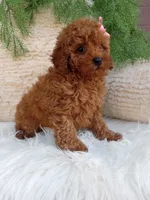 Izzy, a female Poodle - Miniature  for sale in Sugarcreek, OH – 3 of 4